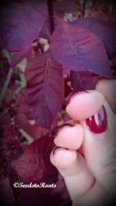 My nail polish and this leaf ended up being very close. 